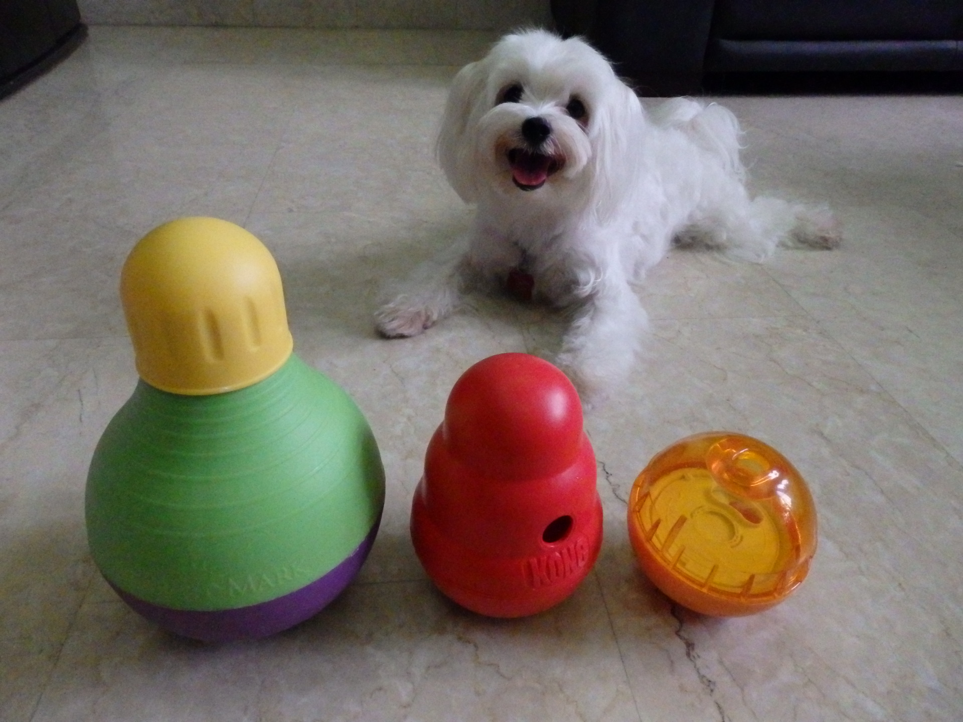Testing TOP Rated Dog Puzzle Toy  3 Dogs Review Bob-A-Lot Interactive Toy  